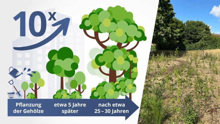 Franke und Bornberg Mini-Wald Franke und Bornberg Mini-Wald